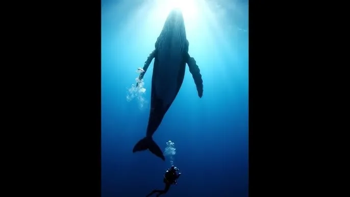 善良的妻子韩剧观看 - 深蓝星球：探索海洋深处的未知世界